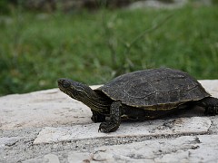 Pomozite u zaštiti riječne kornjače - prijavite svoja opažanja!